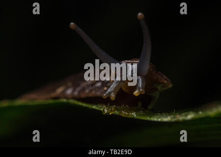 Eine große Lederfarn slug (evtl. Colosius sp) aus der Cloud Wälder von Ecuador. Stockfoto