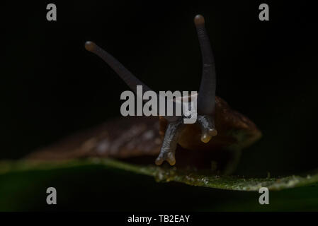 Eine große Lederfarn slug (evtl. Colosius sp) aus der Cloud Wälder von Ecuador. Stockfoto