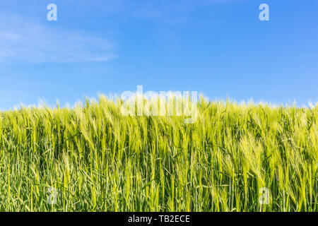 Saatgut Stiele in einem Feld Stockfoto