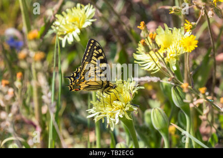 Schwalbenschwanz sitzen auf einer Blume und saugen Nektar Stockfoto