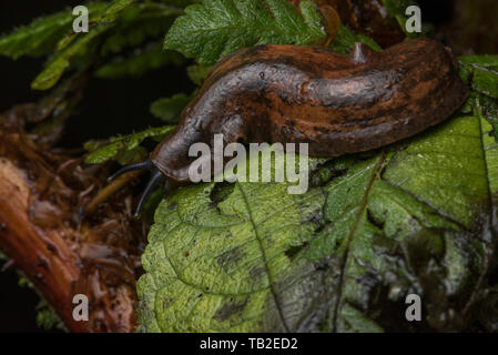 Eine große Lederfarn slug (evtl. Colosius sp) aus der Cloud Wälder von Ecuador. Stockfoto