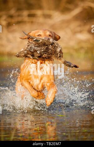 Abrufen von Golden Retriever Stockfoto