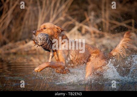 Abrufen von Golden Retriever Stockfoto