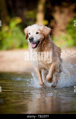 Golden Retriever laufen Stockfoto