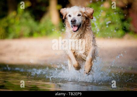 Golden Retriever laufen Stockfoto