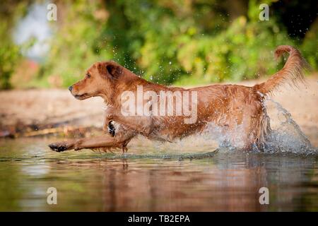 Golden Retriever laufen Stockfoto