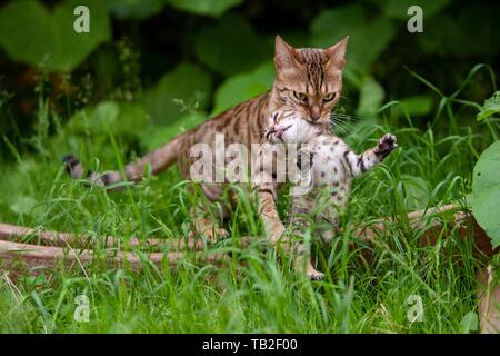 Katze Mutter trägt Ihr Kätzchen entfernt Stockfoto