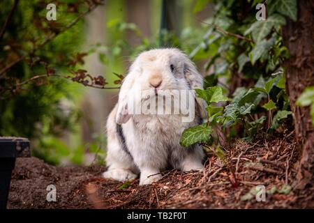 Dwarf lop Stockfoto