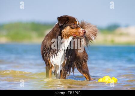 junge Australian Shepherd Stockfoto