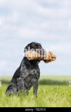 Abrufen von Deutsch Drahthaar Stockfoto