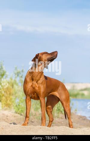 Rhodesian Ridgeback Stockfoto