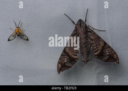 Eine sphinx Moth neben einem viel kleineren Tiger Moth (Loxophlebia nomia) vom ecuadorianischen Nebelwald. Stockfoto