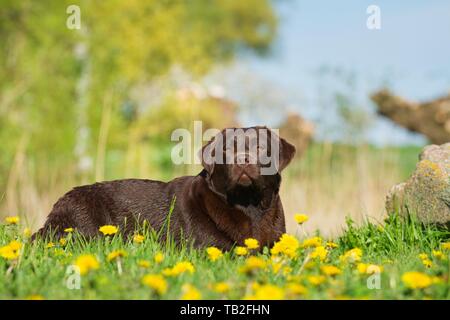 Labrador Retriever liegend Stockfoto