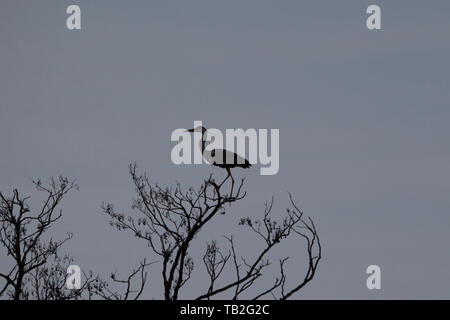 Silhouette einer Reiher sitzen auf einem Baum mit grauen Hintergrund. Stockfoto