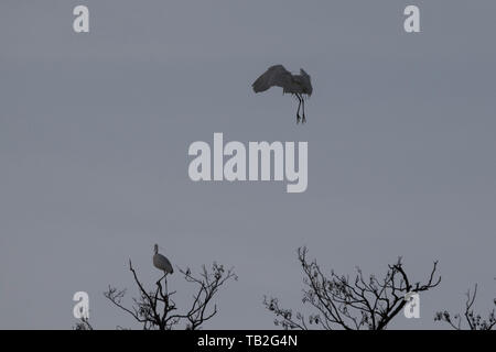 Silhouette einer Reiher sitzen und eine Landung auf einem Baum mit grauen Hintergrund. Stockfoto