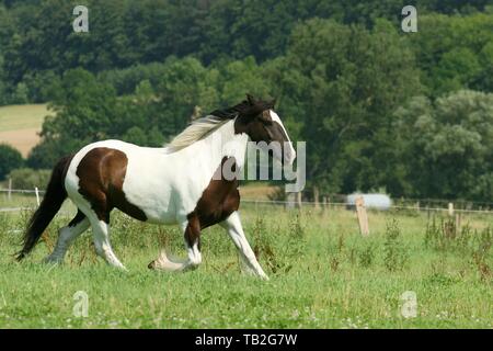 Irish Tinker Trab Stockfoto