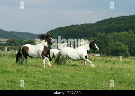 Irish Tinker im Galopp Stockfoto