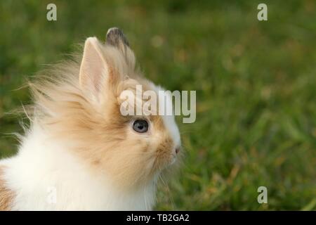 löwenköpfige Kaninchen Stockfoto