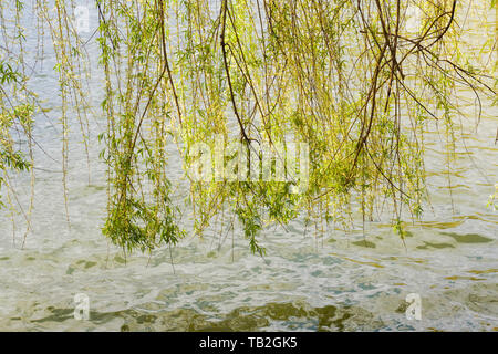 Blühende Weidenzweige über den See im Stadtpark Stockfoto