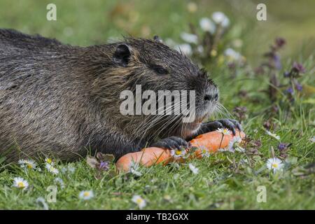 Nutrias Stockfoto