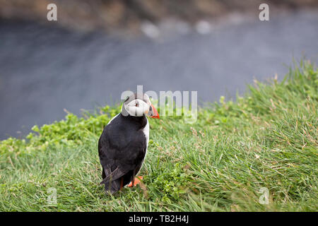 Die liebenswerten Papageitaucher Vögel fotografiert in Sumburgh Head in der Shetlandinseln, nördlich von Schottland, Großbritannien. Stockfoto