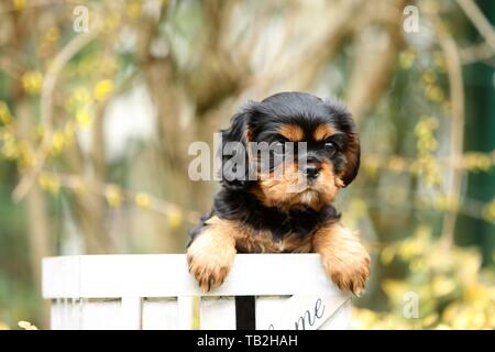 Cavalier King Charles Spaniel Welpen Stockfoto