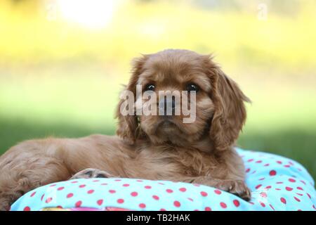Cavalier King Charles Spaniel Welpen Stockfoto