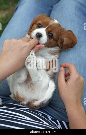Cavalier King Charles Spaniel auf dem Schoß Stockfoto