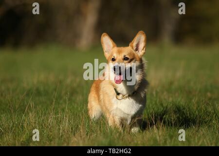 Welsh Corgi Pembroke Stockfoto