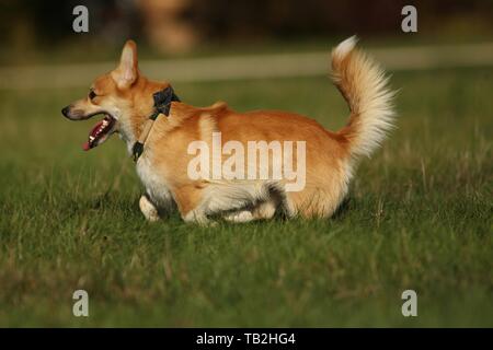 Ausführen von Welsh Corgi Pembroke Stockfoto