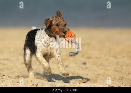 Parson Russell Terrier spielen Stockfoto