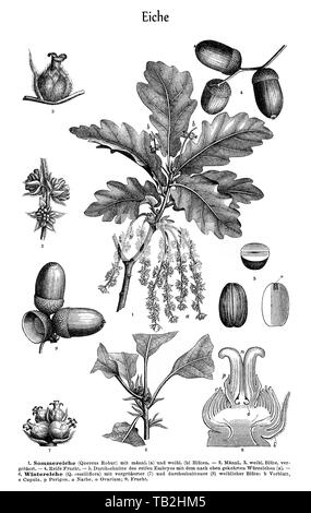Grafik von einem englischen und einem Trauben-eiche, Sommereiche (Quercus robur) und Wintereiche (Quercus sessiliflora") Stockfoto