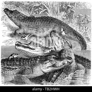 Historische grafische Darstellung, Nilkrokodil (Crocodylus niloticus), aus dem 19. Jahrhundert, Nilkrokodil (Crocodylus niloticus), Stockfoto