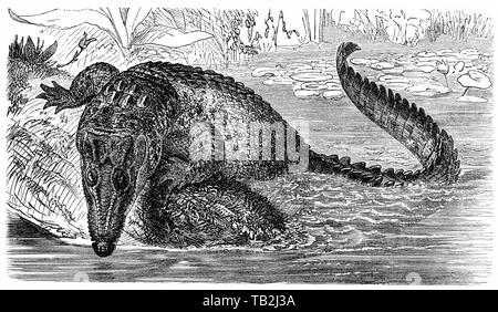 Salzwasser Krokodil (Crocodylus porosus), Krokodile (Crocodilia), Leistenkrokodil (Crocodylus porosus), oder Salzwasserkrokodil oder Saltie, 19. Jahrhundert, Stockfoto