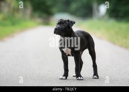 American-Staffordshire-Terrier-Mongrel Stockfoto