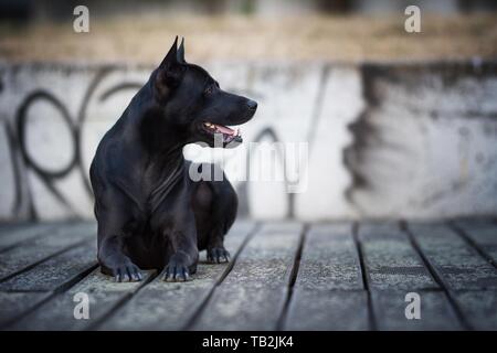 Männliche Thai Ridgeback Stockfoto