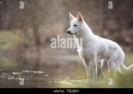 Männliche Weiße Schweizer Schäferhund Stockfoto