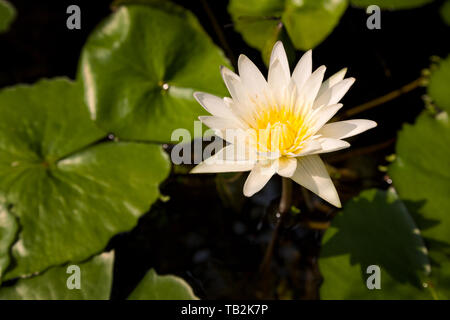 In der Nähe von Lotus oder seerose Blume auf dem Teich am sonnigen Tag. Stockfoto