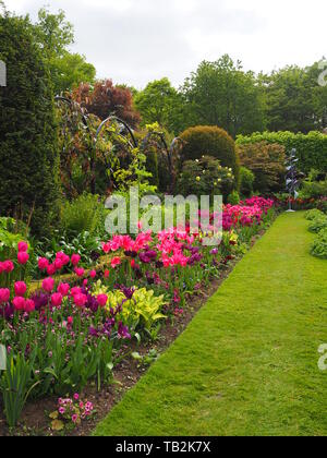 Hochformat von chenies Manor versunkenen Garten im Mai, frisches neues Wachstum und bunte Tulpen Sorten. Stockfoto