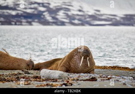 Walrosse Stockfoto