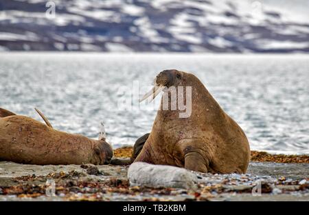 Walrosse Stockfoto