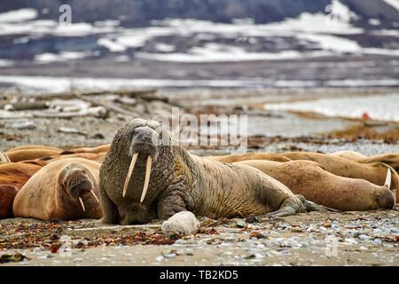 Walrosse Stockfoto