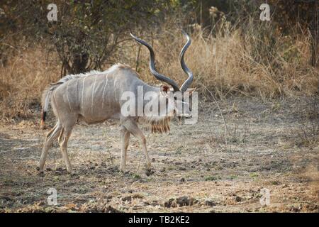 große kudu Stockfoto