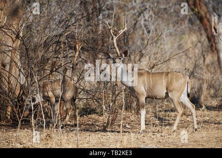 größere kudus Stockfoto