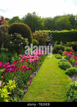 Hochformat von chenies Manor versunkenen Garten im Mai, frisches neues Wachstum und bunte Tulpen Sorten. Stockfoto