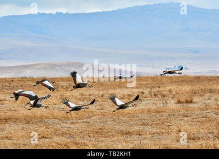 gekrönte Kräne Stockfoto
