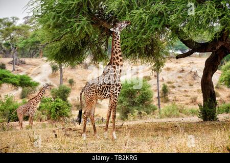 Masai-Giraffen Stockfoto