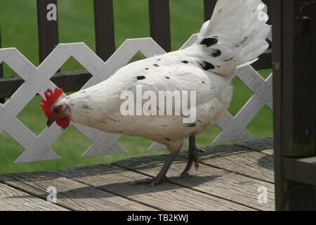 Weiß gefleckte Huhn waling freie Strecke auf einer Veranda Deck auf der Suche nach Leckereien wie eine Familie Haustier Stockfoto