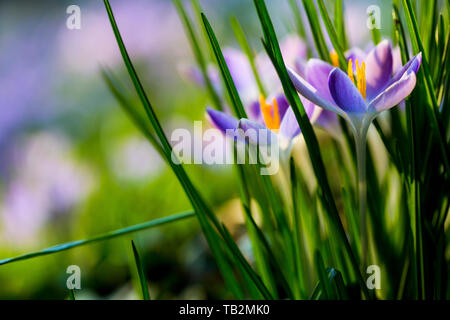 Nahaufnahme von lila Krokusse mit leuchtend gelben Staubgefäßen und grünes Gras - wie Blätter. Stockfoto