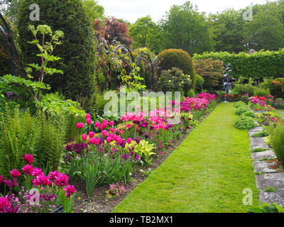 Chenies Manor Garden im Tulip Zeit mit leuchtenden Rosa, Violett und neue, frische grüne Grenze Pflanzen, Formgehölze, Bäume, Sträucher und hellen grünen Rasen in der Sonne. Stockfoto